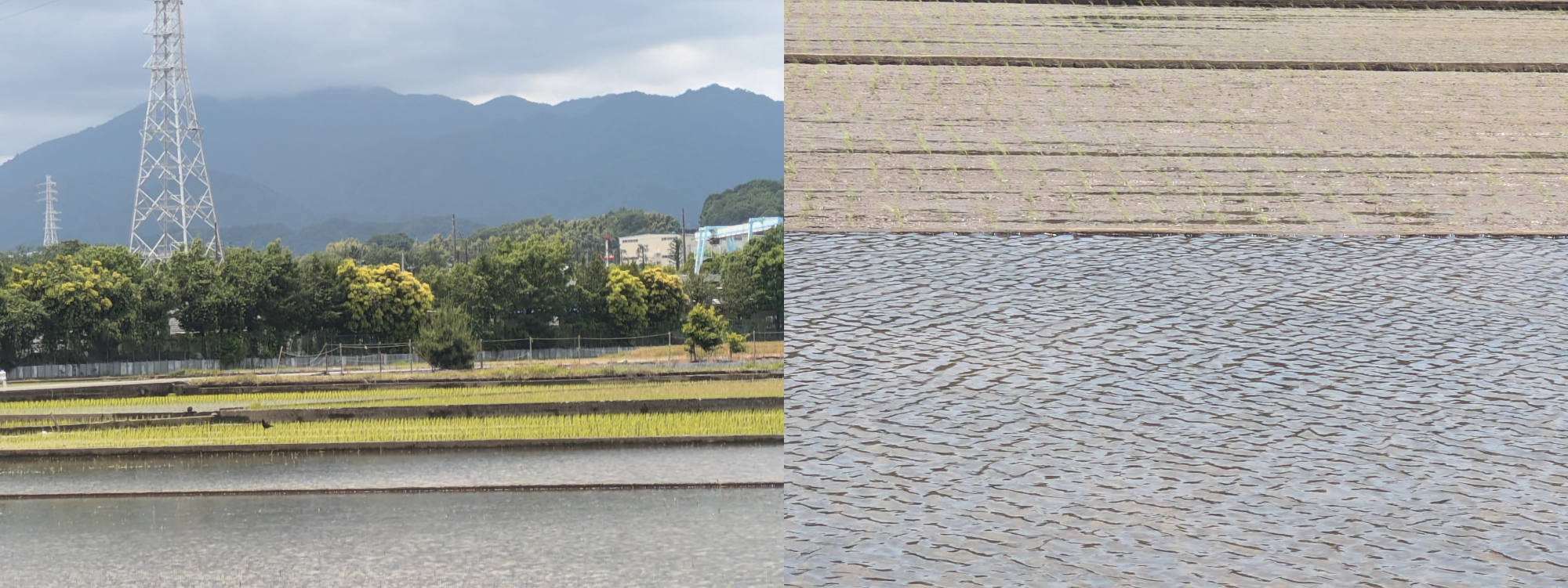 田植え