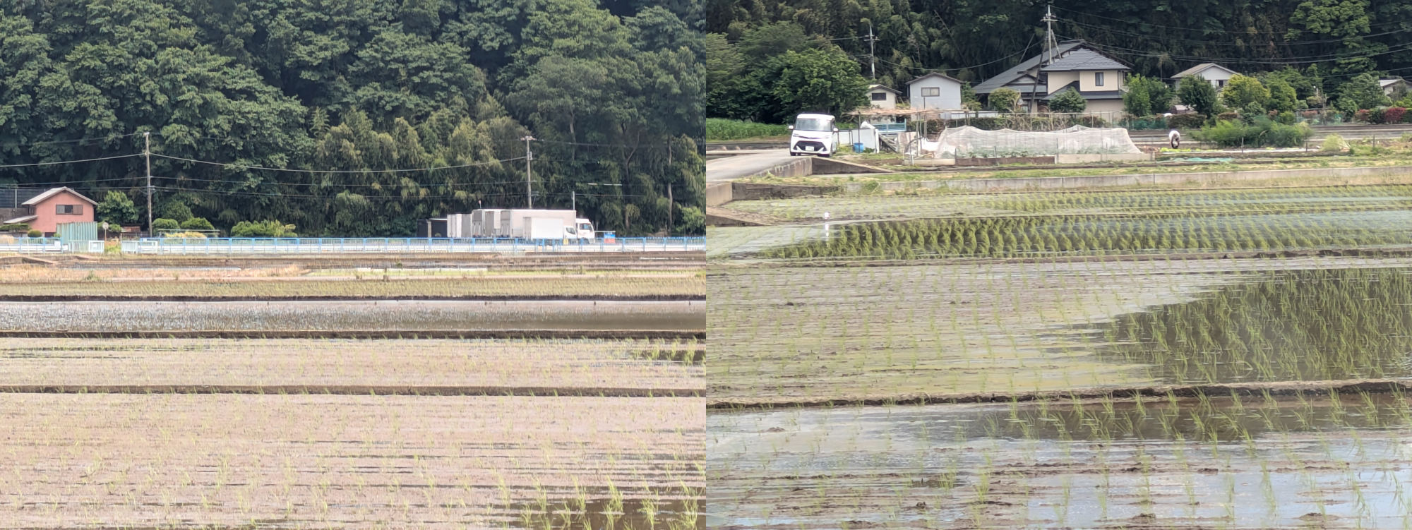 田植え